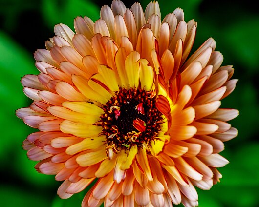 Garden-Flower-2020-07-15