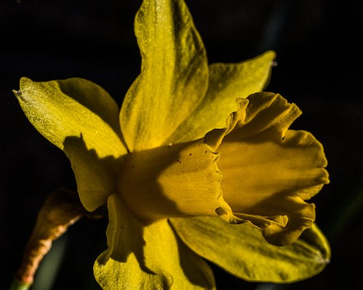 Daffodils-1