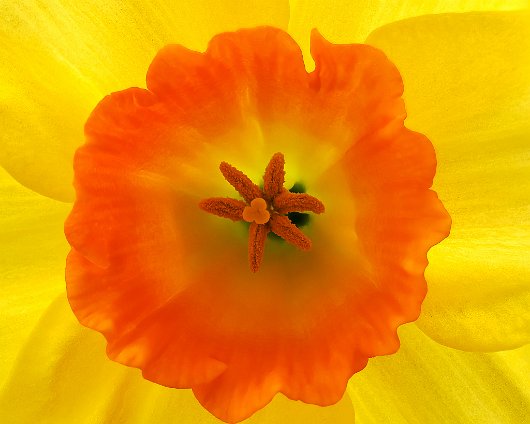 Daffodils-10
