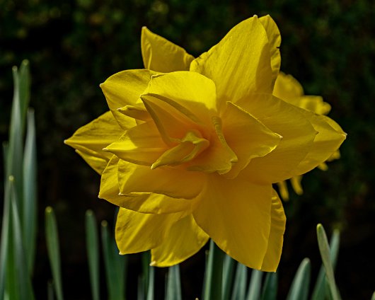 Daffodils-11