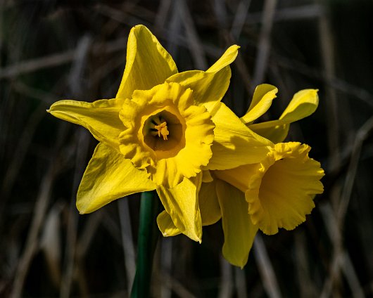 Daffodils-12