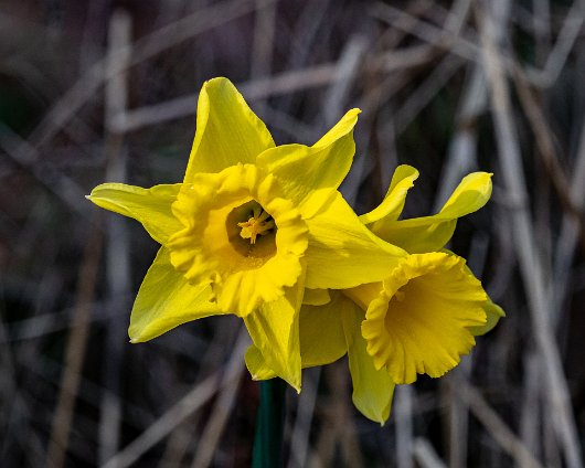 Daffodils-13