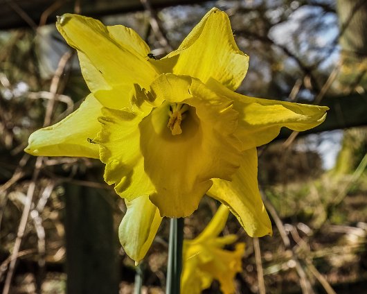 Daffodils-14