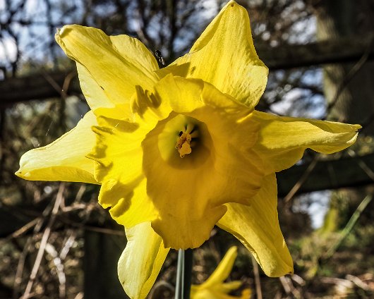 Daffodils-15