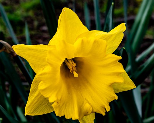 Daffodils-16