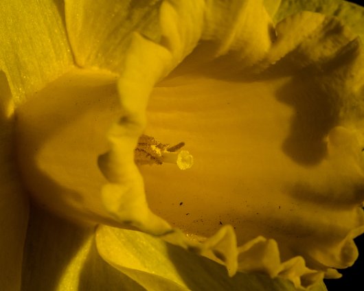 Daffodils-2