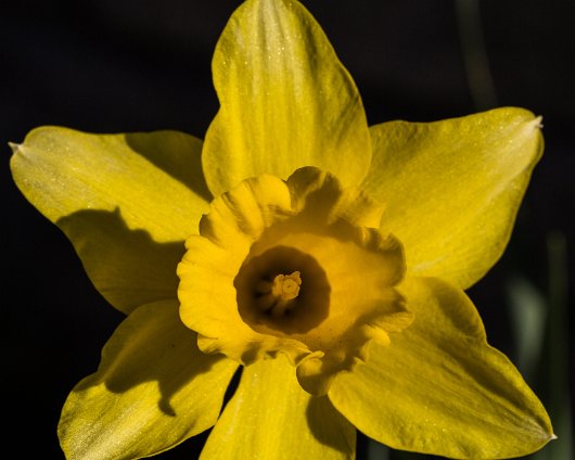 Daffodils-4