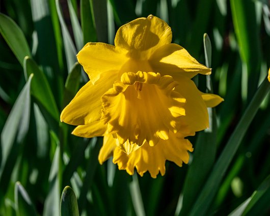 Daffodils-5