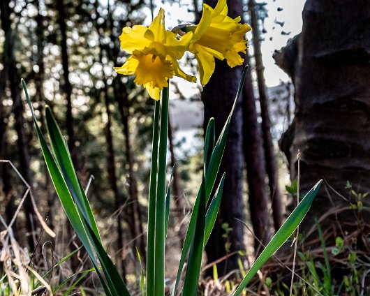 Daffodils-6