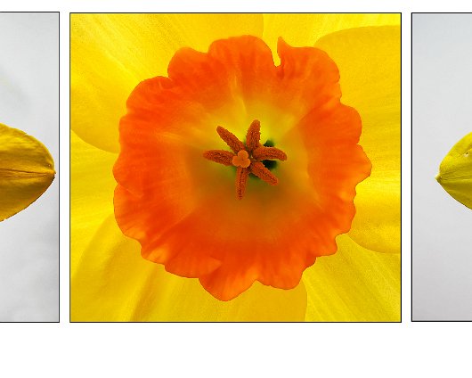 Daffodils-7
