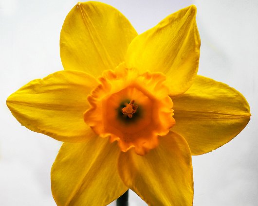 Daffodils-8
