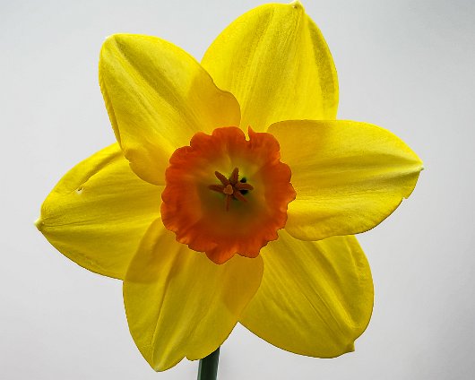 Daffodils-9