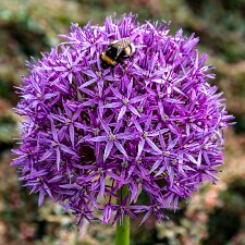 Blair-Athol-Palace-Gardens