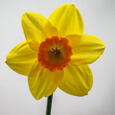 Daffodils