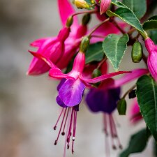 Fuchsia