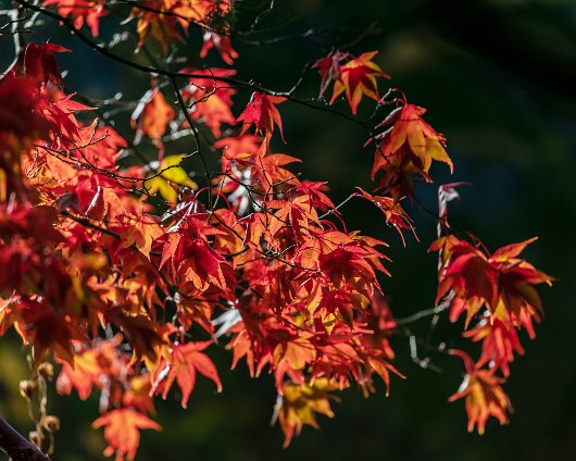 Trees-Autumn-7