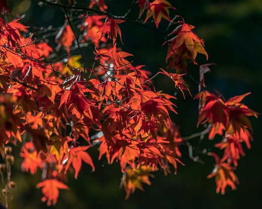 Trees-Autumn-8