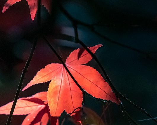 Trees-Autumn-9