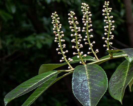 2022-04-Cherry-Laurel-1