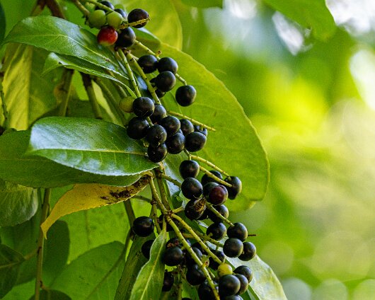 2025-02-Cherry-Laurel-11