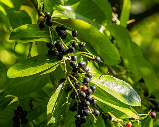 2025-02-Cherry-Laurel-12