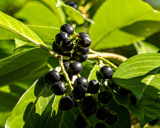 2025-02-Cherry-Laurel-13