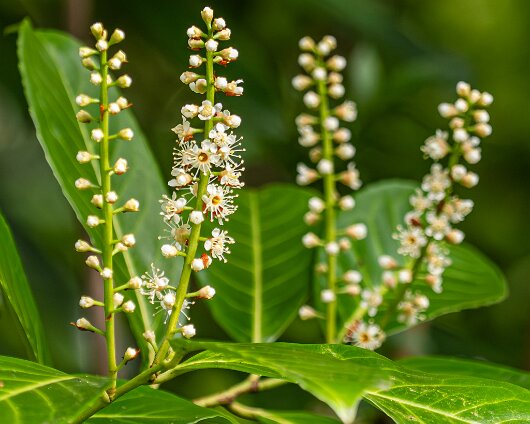 2026-04-17-Cherry-Laurel-1
