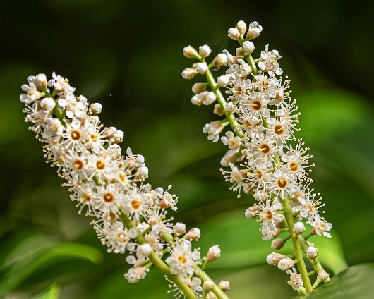 2026-04-17-Cherry-Laurel-2