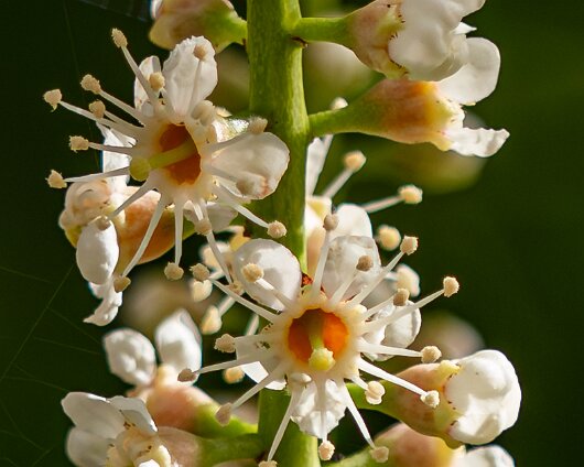 2026-04-17-Cherry-Laurel-3