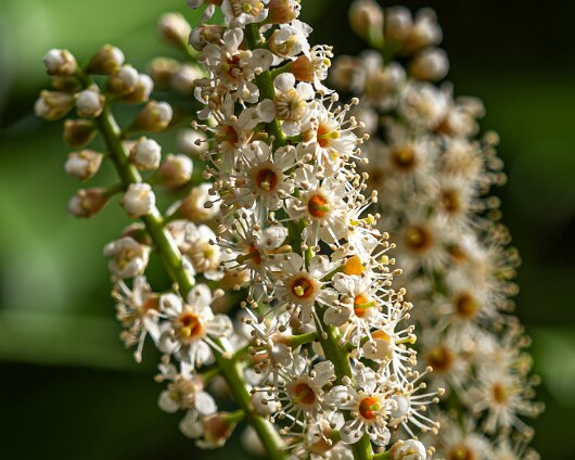 2026-04-17-Cherry-Laurel-4