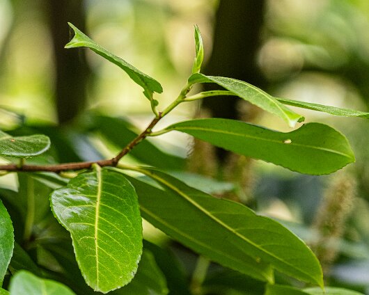 2026-05-07-Cherry-Laurel-1