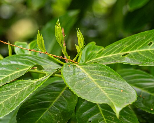 2026-05-07-Cherry-Laurel-2
