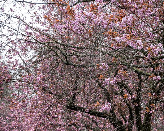 Cherry-Tree-16