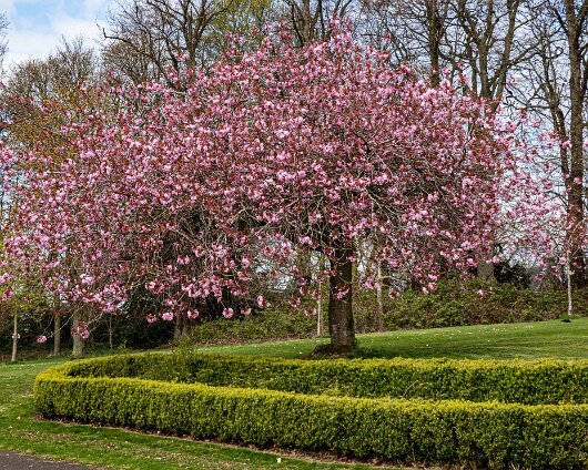 Cherry-Tree-17