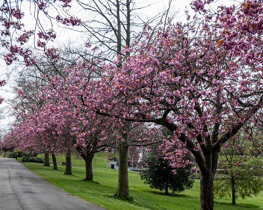 Cherry-Tree-18