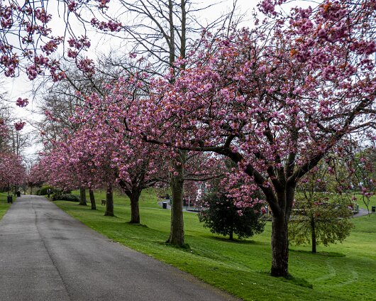 Cherry-Tree-19