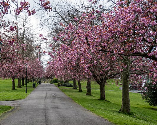Cherry-Tree-20