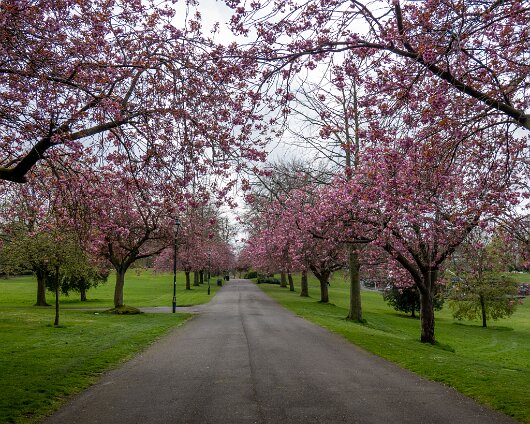 Cherry-Tree-21