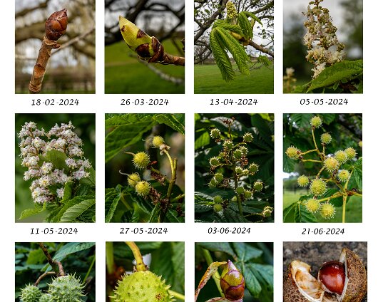 Project-Trees-Chestnut-2024