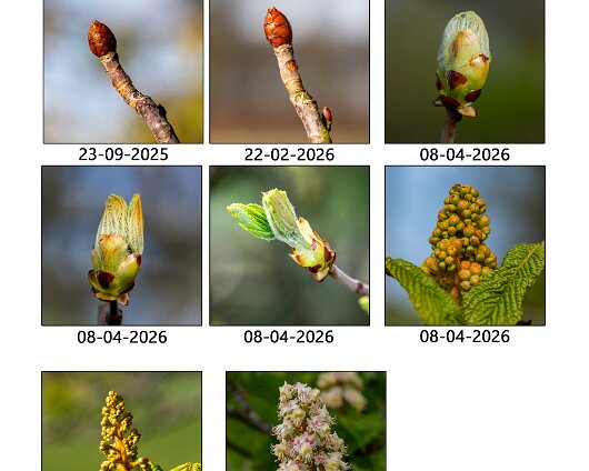 Project-Trees-Chestnut-2026