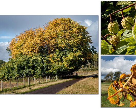 Trees-Chestnut-11