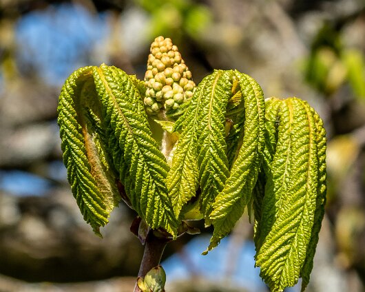 Trees-Chestnut-12
