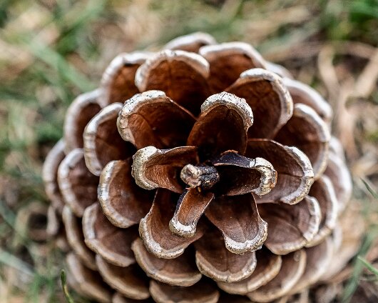 Tree-Pine-Cone