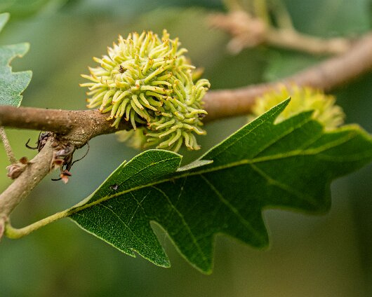 Turkish-Oak-Tree -1