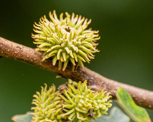 Turkish-Oak-Tree-2