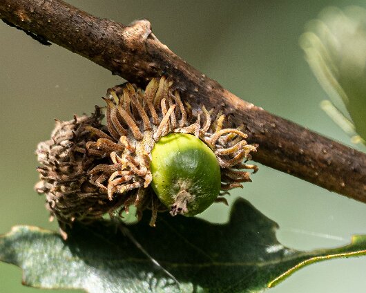 Turkish-Oak-Tree-3