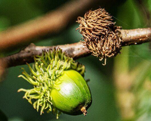 Turkish-Oak-Tree-4