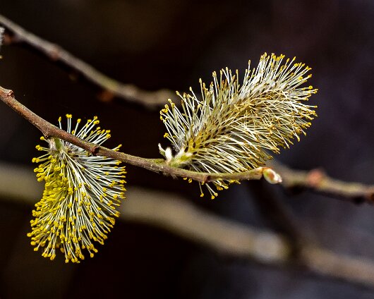 Pussy-Willow-Trees-4