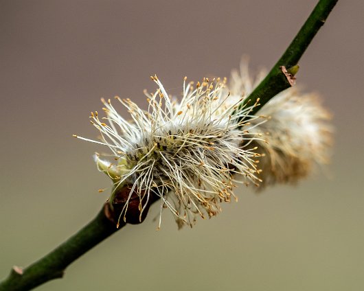 Pussy-Willow-Trees-6