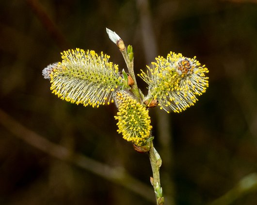 Pussy-Willow-Trees-7